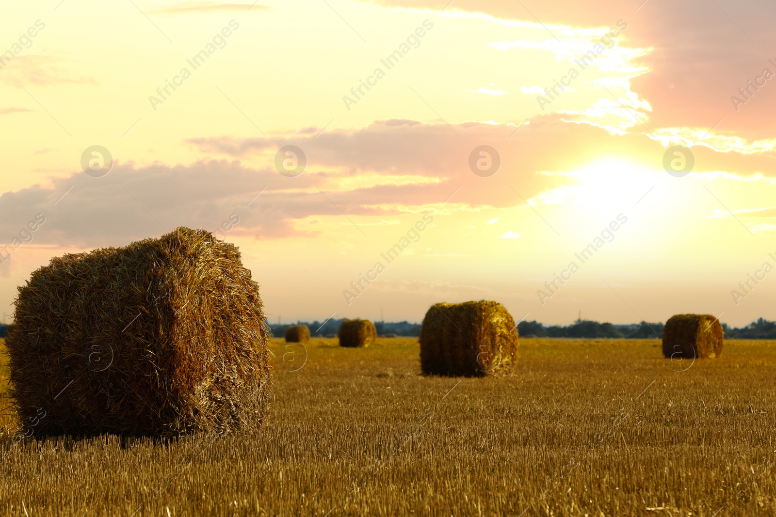 Photo of Beautiful view of agricultural field with hay bales