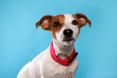 Adorable Jack Russell terrier with collar on light blue background