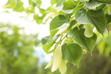 Closeup view of linden tree with fresh young green leaves and blossom outdoors on spring day