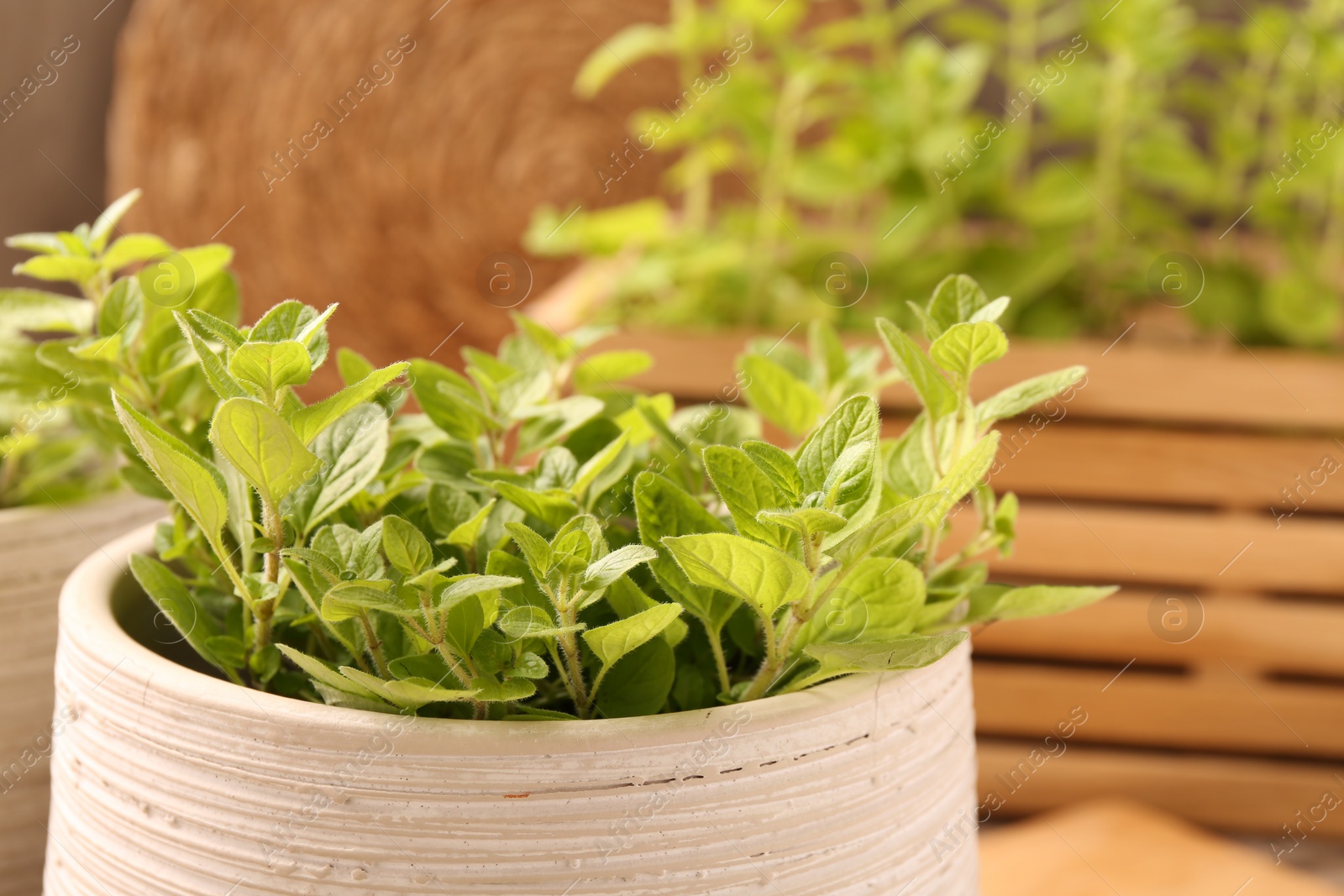 Photo of Aromatic oregano growing in pot on table, closeup