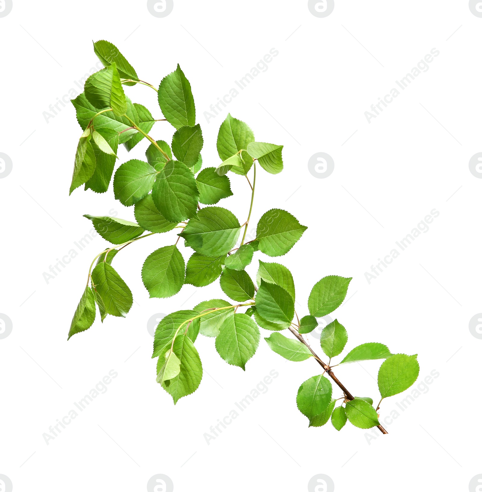 Photo of Branch of apple tree with young fresh green leaves isolated on white. Spring season