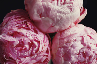 Photo of Beautiful fresh peonies on black background, closeup. Floral card design with dark vintage effect