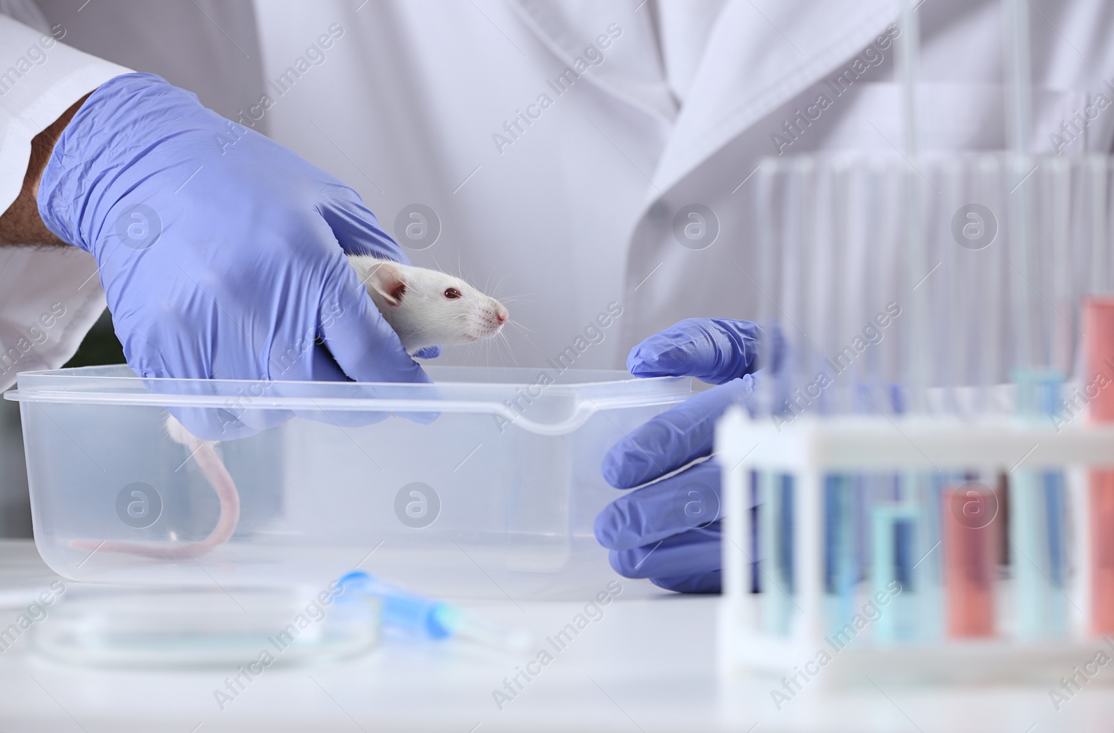 Photo of Scientist with rat in chemical laboratory, closeup. Animal testing