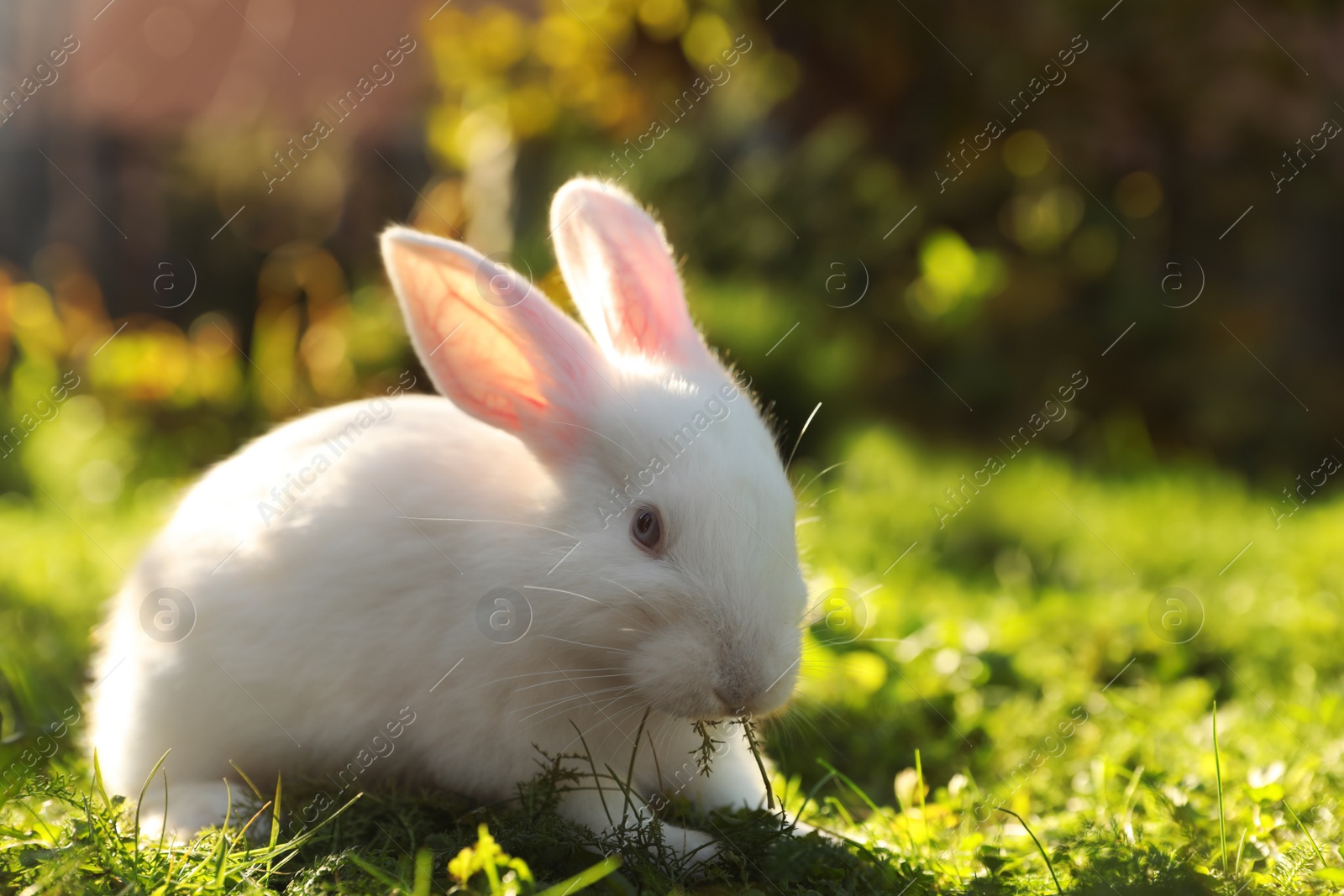 Photo of Cute white rabbit on green grass outdoors. Space for text