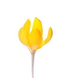 Photo of Beautiful yellow crocus flower isolated on white