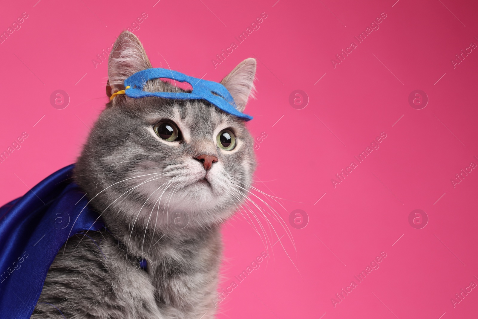 Photo of Adorable cat in blue superhero cape and mask on pink background, space for text