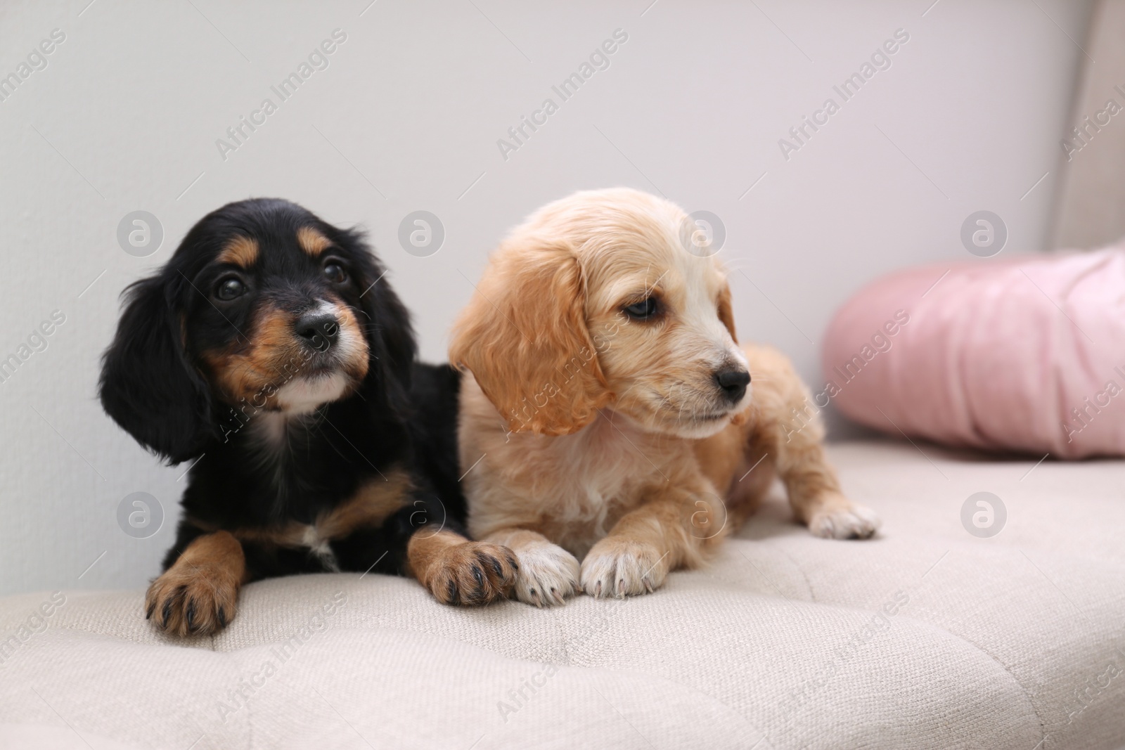 Photo of Cute English Cocker Spaniel puppies on sofa indoors