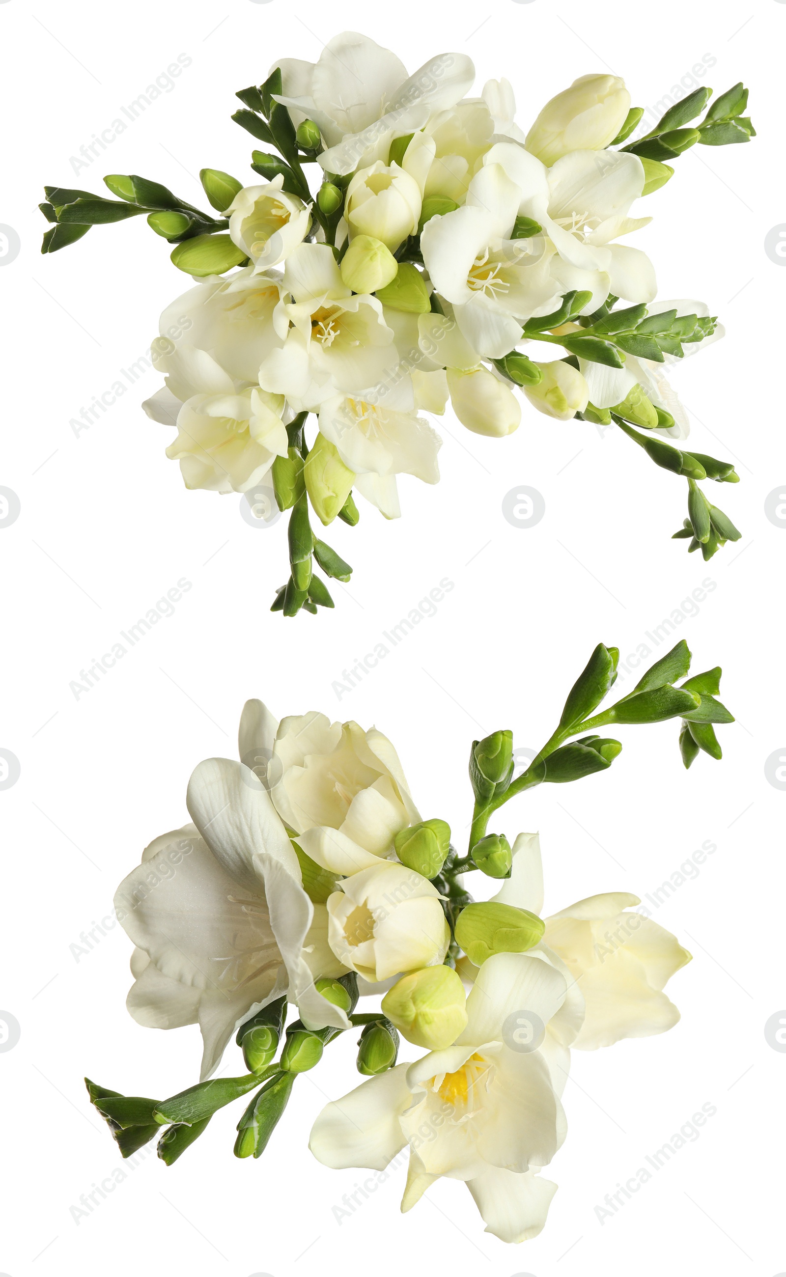 Image of Beautiful fragrant freesia flowers on white background