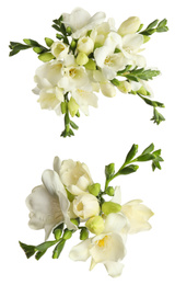 Beautiful fragrant freesia flowers on white background