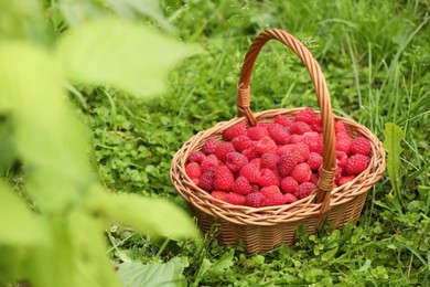 Photo of Wicker basket with ripe raspberries on green grass outdoors. Space for text