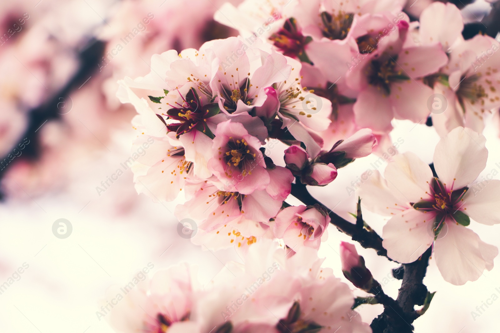 Photo of Delicate spring pink cherry blossoms on tree outdoors, closeup