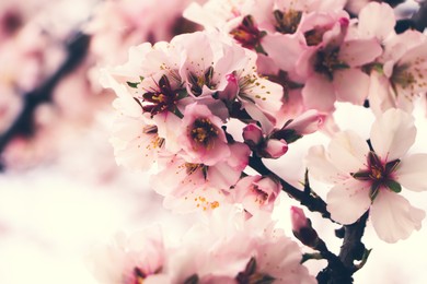 Photo of Delicate spring pink cherry blossoms on tree outdoors, closeup