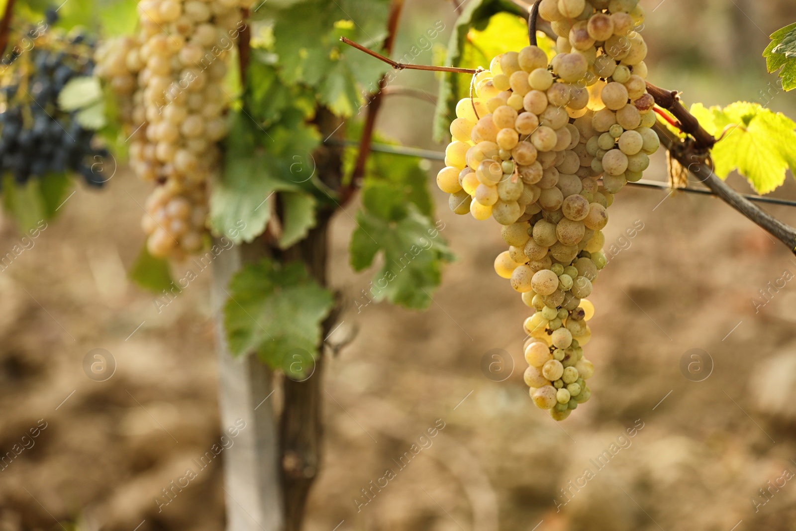 Photo of Fresh ripe juicy grapes growing on branches in vineyard