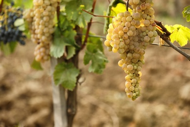 Fresh ripe juicy grapes growing on branches in vineyard