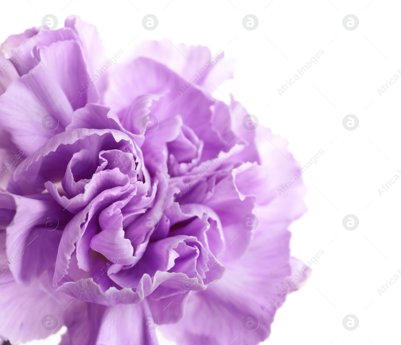 Photo of Beautiful blooming violet carnation on white background