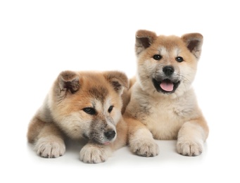 Photo of Adorable Akita Inu puppies on white background