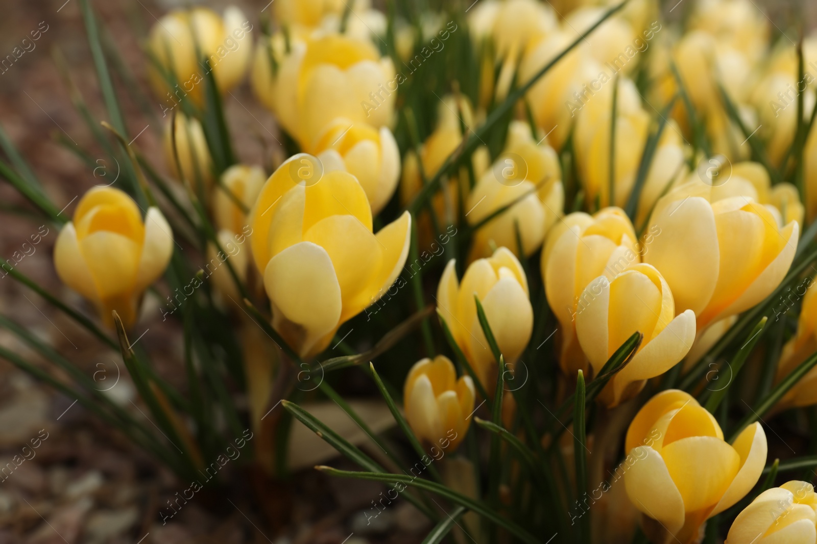 Photo of Beautiful yellow crocus flowers growing in garden, closeup