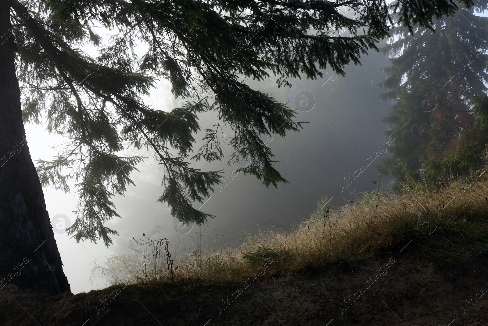 Photo of Picturesque view of foggy forest. Beautiful mountain landscape