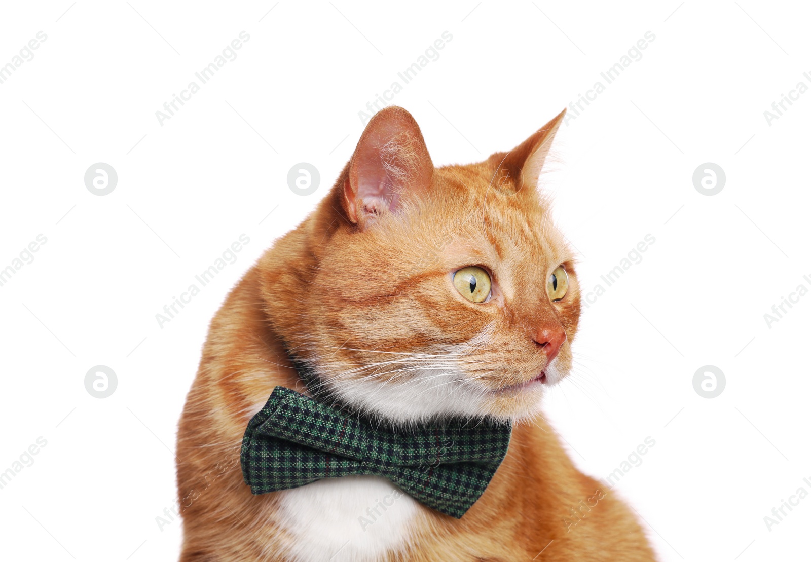 Photo of Cute cat with bow tie isolated on white