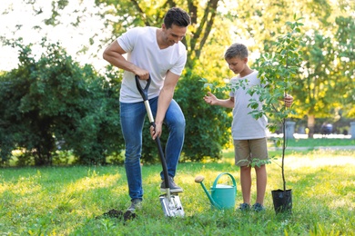 Dad and son planting tree in park on sunny day