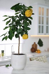 Potted bergamot tree with ripe fruits on kitchen countertop