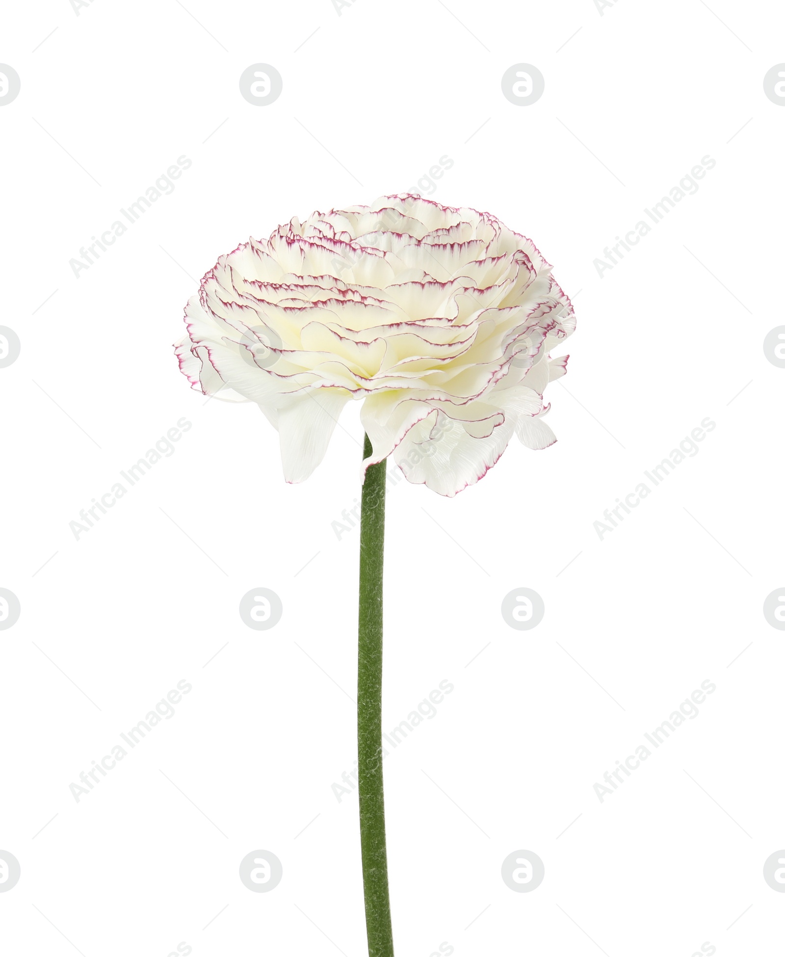 Photo of Beautiful spring ranunculus flower isolated on white