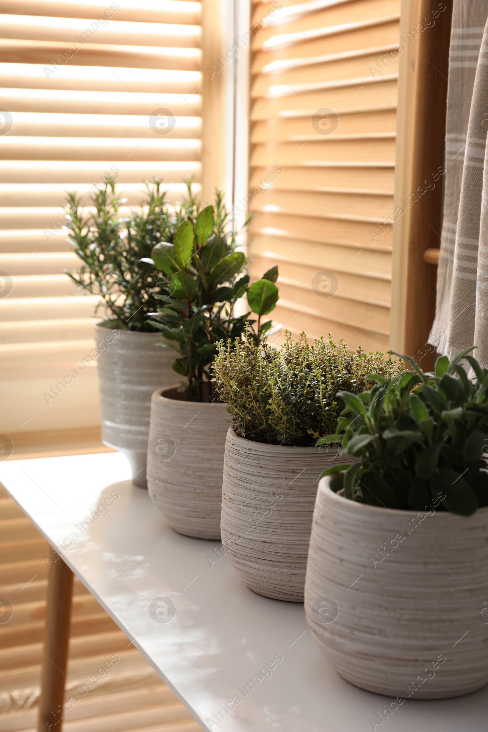 Photo of Different potted herbs on wooden table indoors