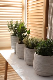 Photo of Different potted herbs on wooden table indoors