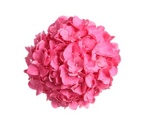 Photo of Delicate pink hortensia flowers on white background, top view