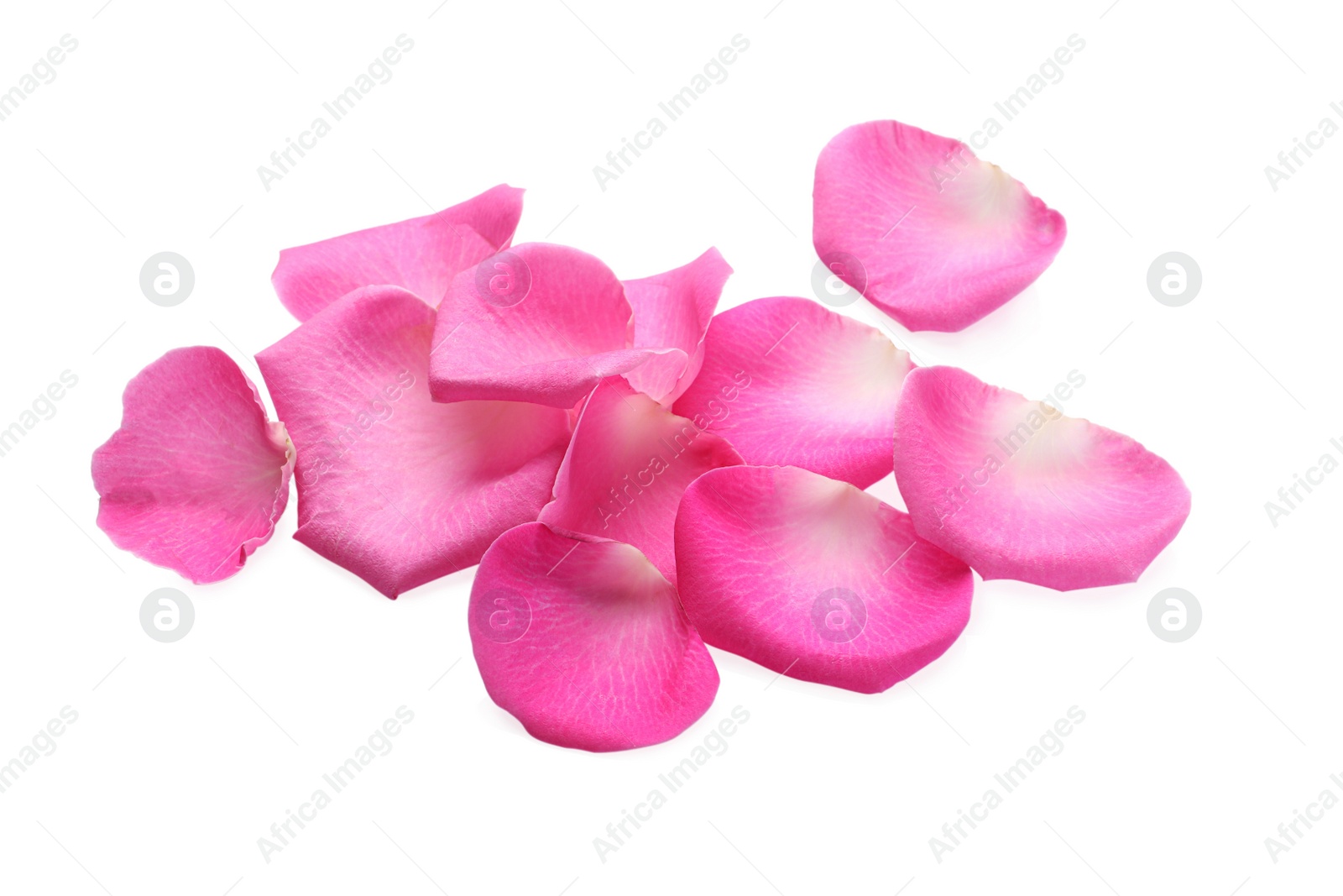 Photo of Many pink rose petals on white background