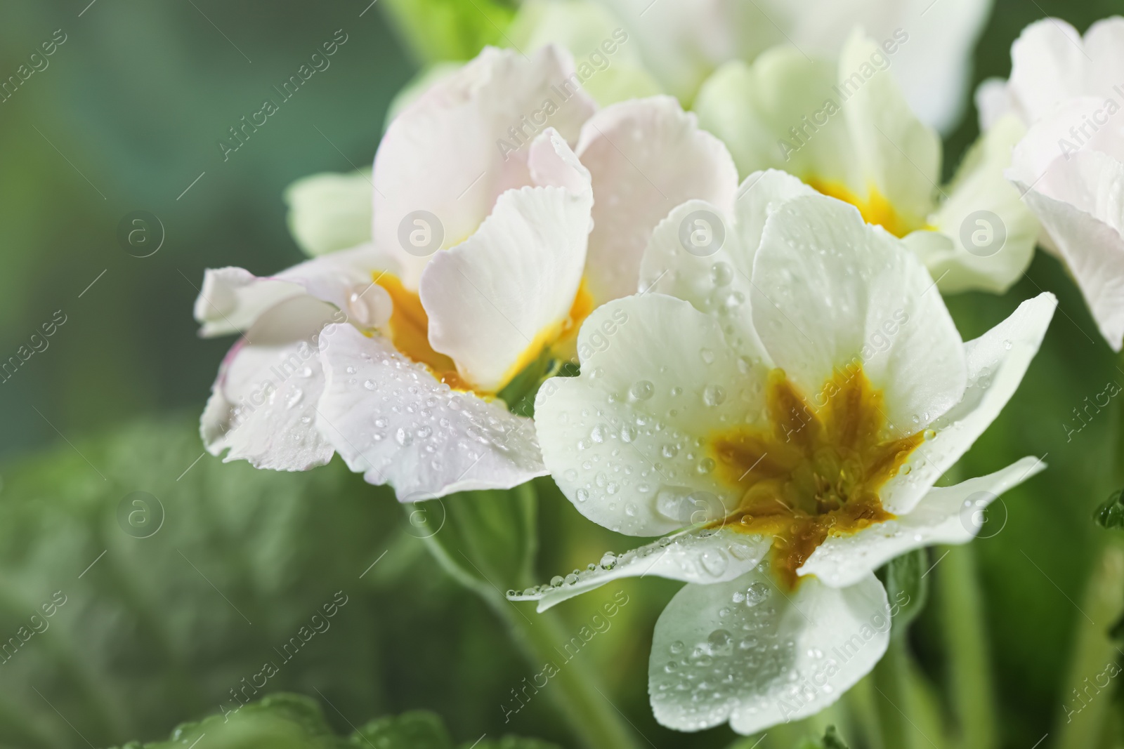 Photo of Closeup view of beautiful blooming flowers with dew drops