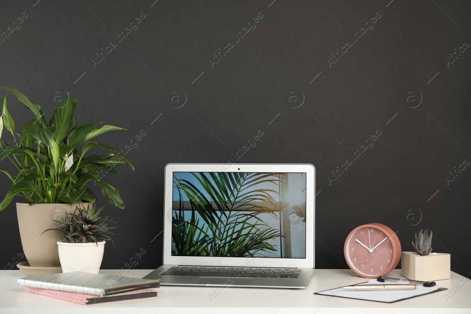 Photo of Houseplants and laptop on table in office interior