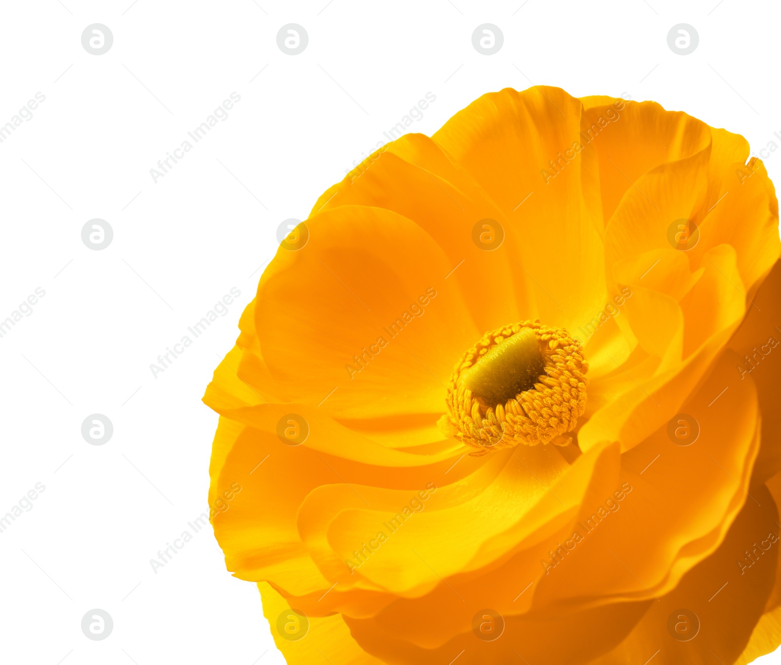 Photo of Beautiful ranunculus flower on white background