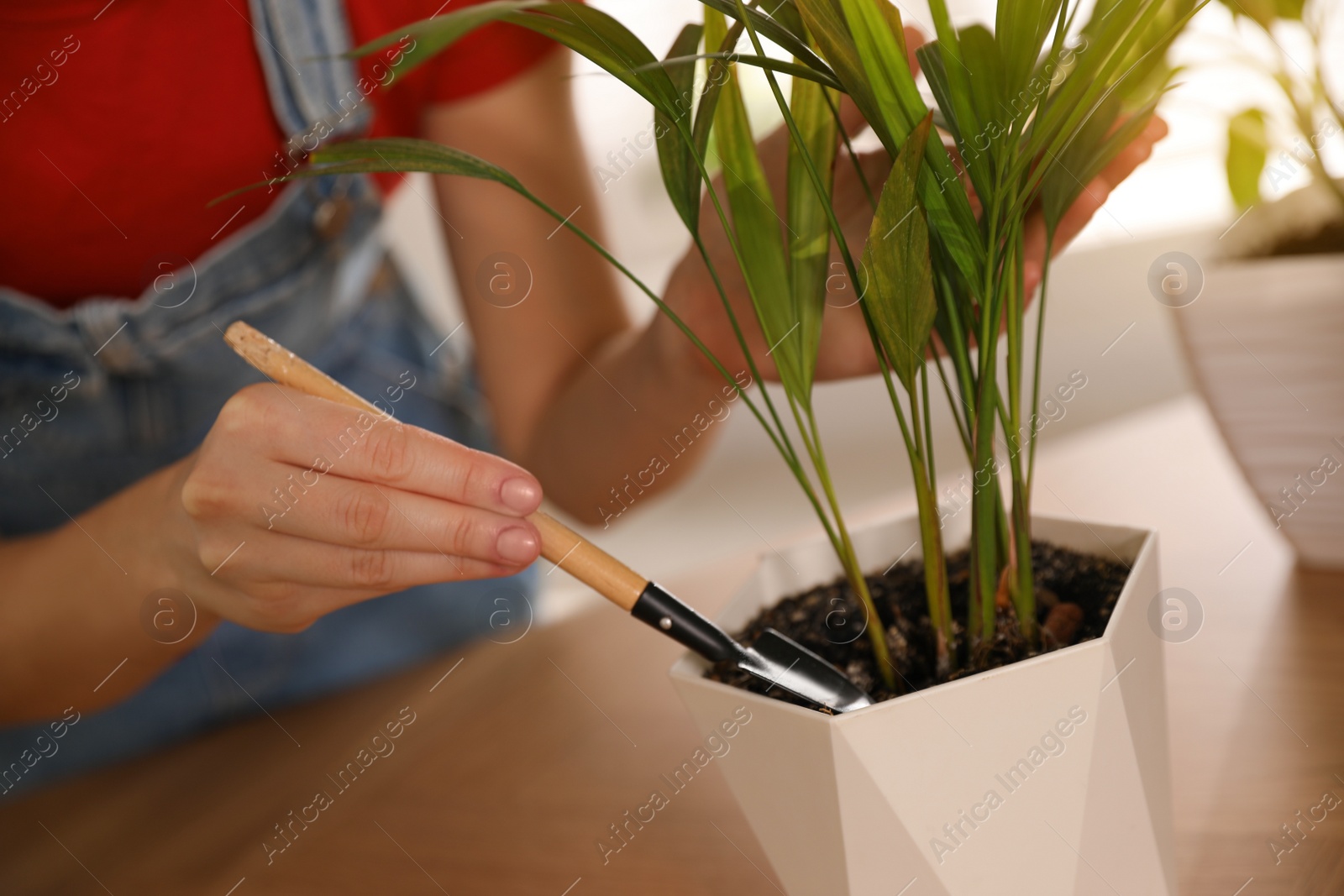 Photo of Young woman potting beautiful plant at home, closeup. Engaging hobby