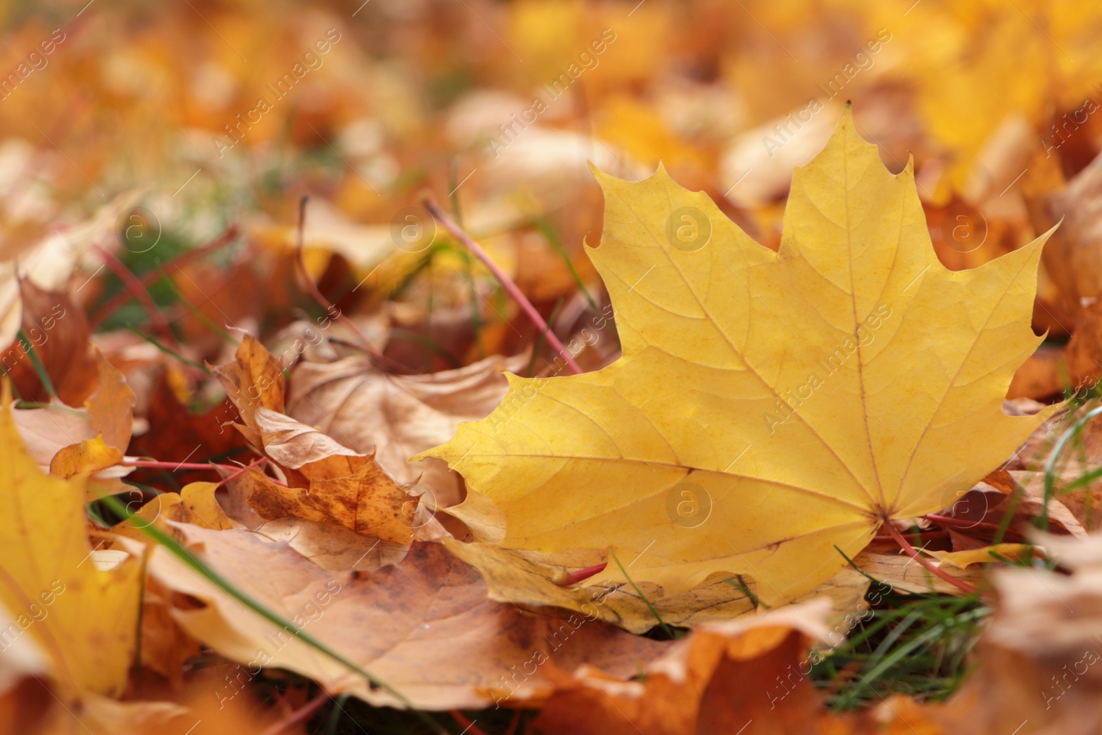 Photo of Pile of beautiful fallen leaves outdoors on autumn day, closeup