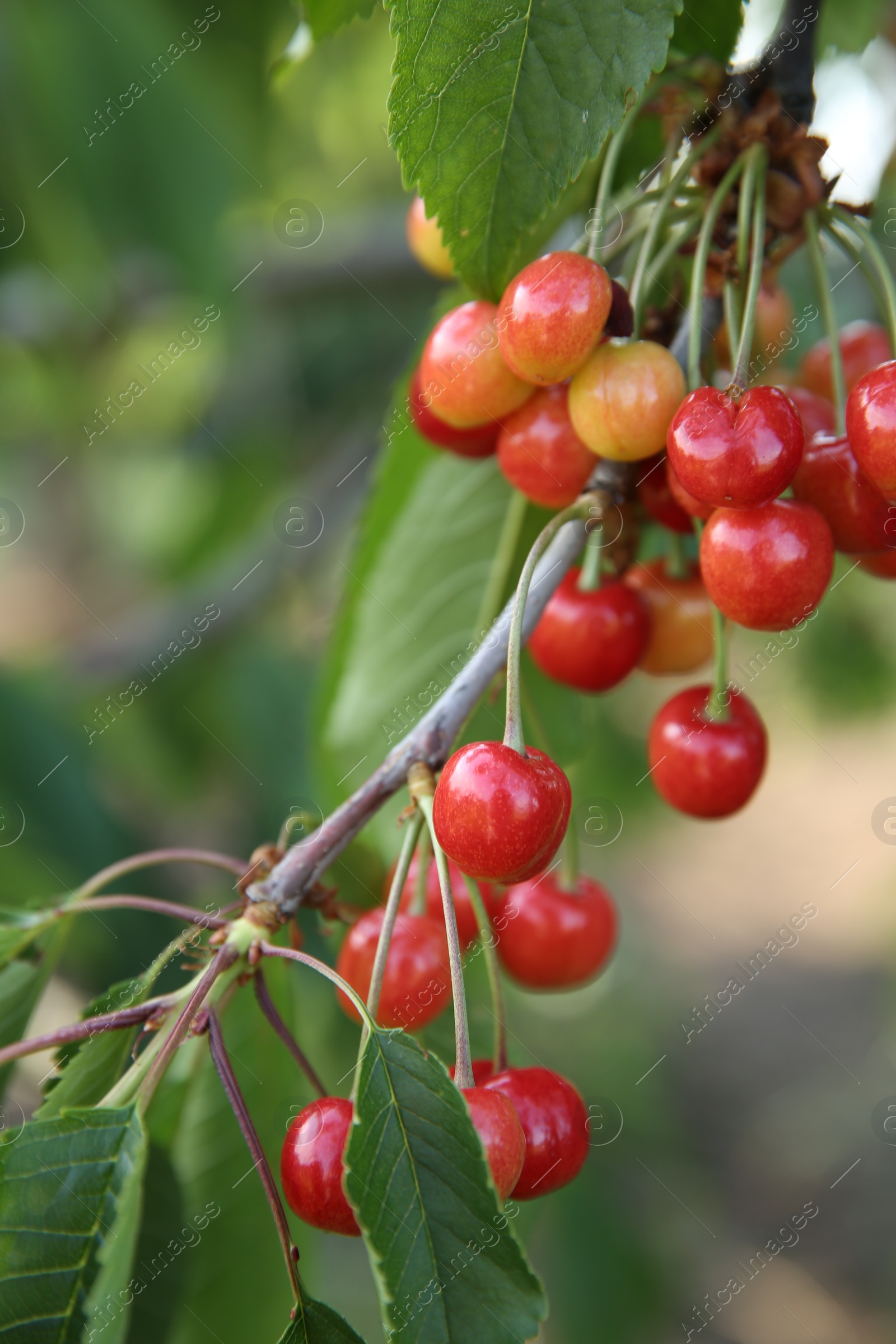 Photo of Cherry tree with green leaves and unripe berries growing outdoors, closeup