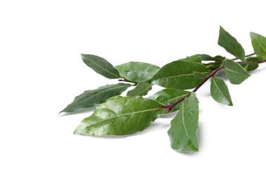 Photo of Branch of fresh bay leaves on white background