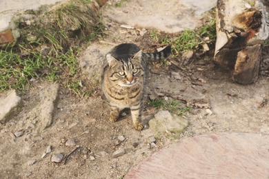 Photo of Lonely stray cat outdoors. Pet homelessness problem