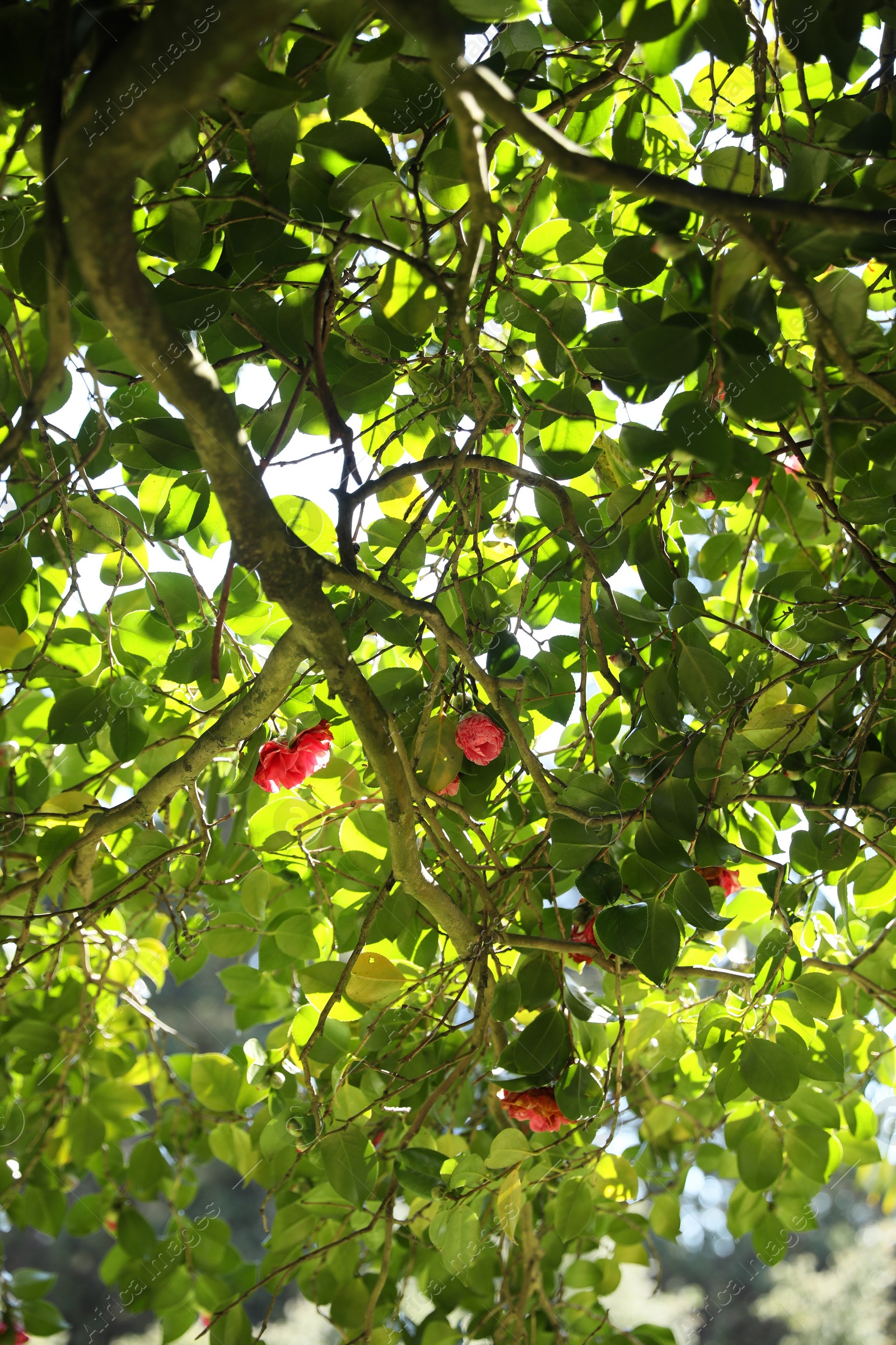 Photo of Beautiful green tree with blooming flowers outdoors