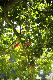 Beautiful green tree with blooming flowers outdoors