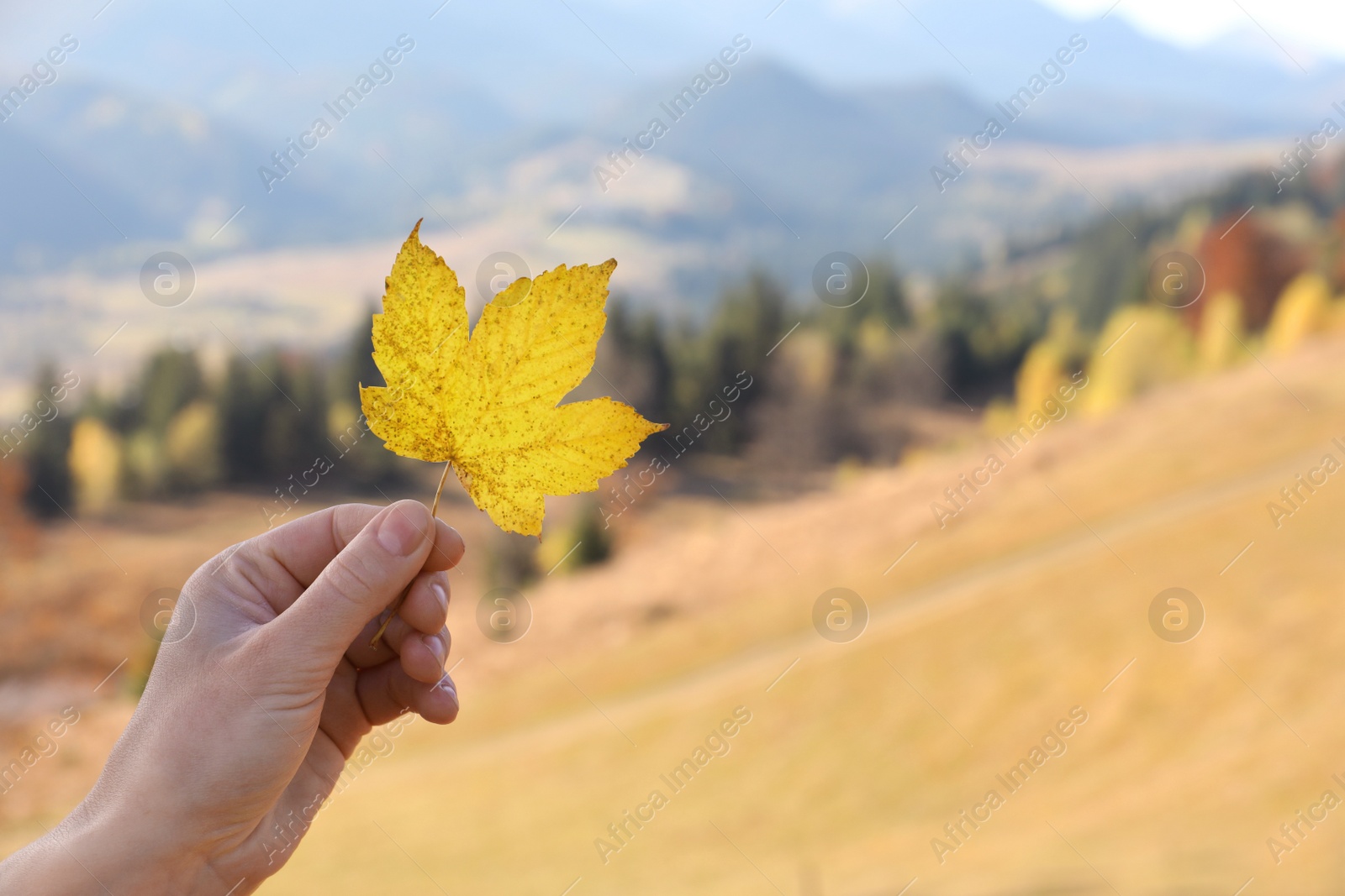 Photo of Woman holding beautiful leaf outdoors on autumn day, closeup. Space for text