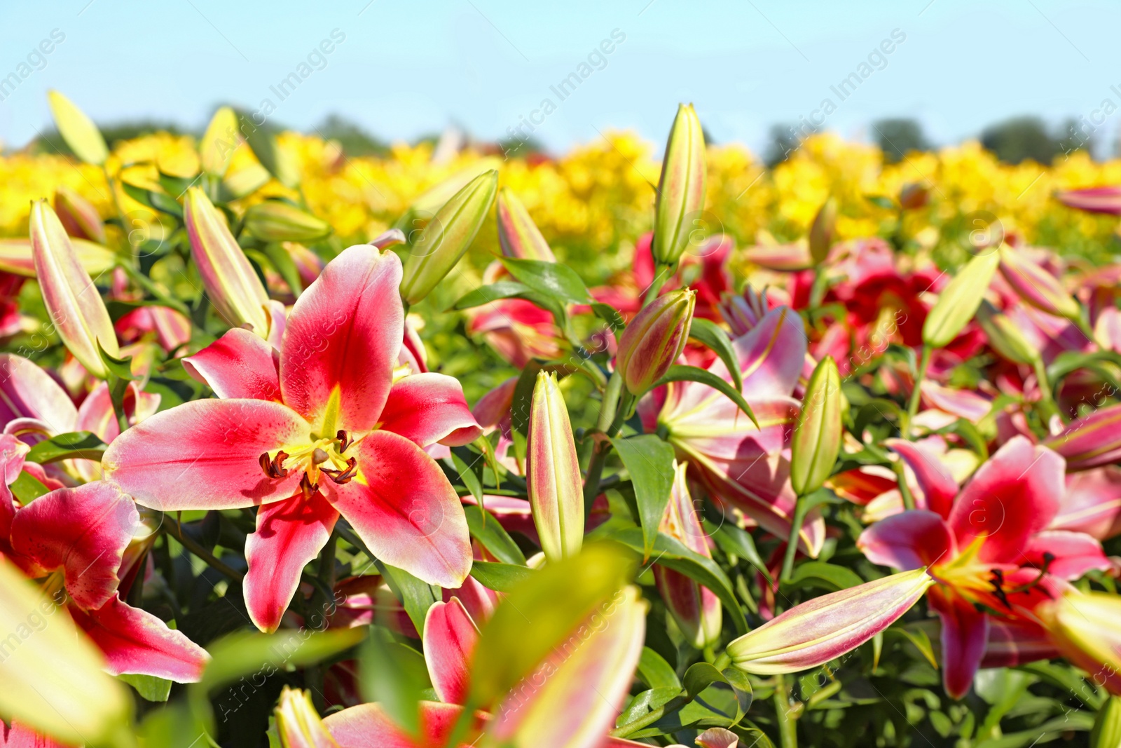 Photo of Beautiful bright pink lilies growing at flower field