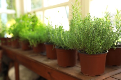 Fresh potted home plants on wooden window sill, space for text