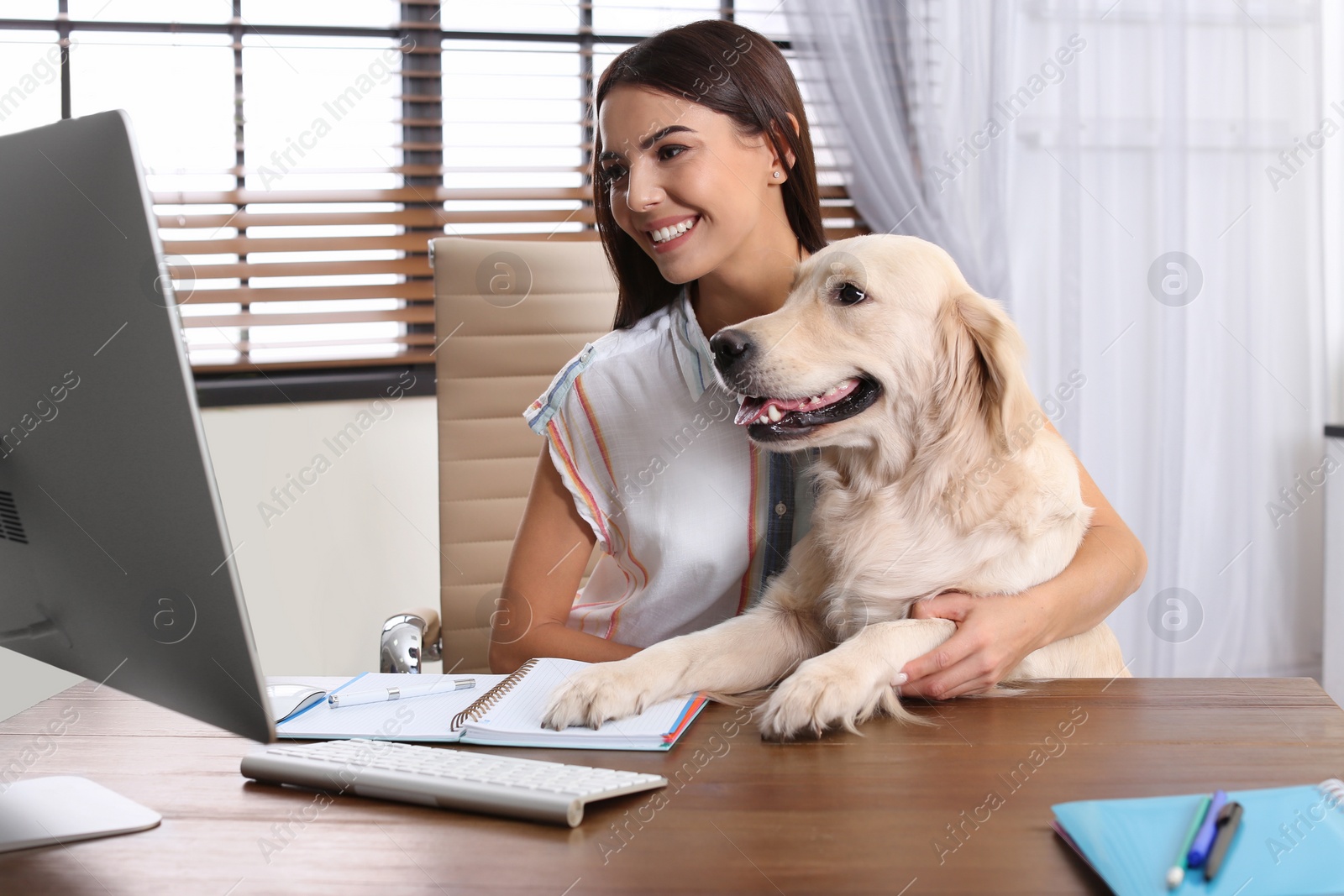 Photo of Young woman working at home office and stroking her Golden Retriever dog