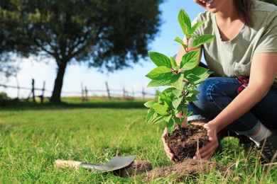Photo of Woman planting young green tree in garden, closeup. Space for text