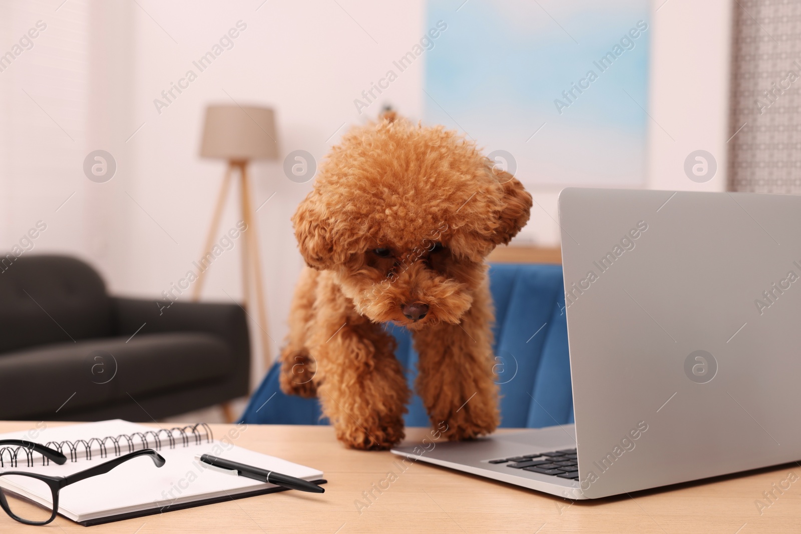 Photo of Cute Maltipoo dog at desk with laptop, glasses and stationery in room. Lovely pet