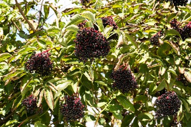 Tasty elderberries (Sambucus) growing on bush outdoors