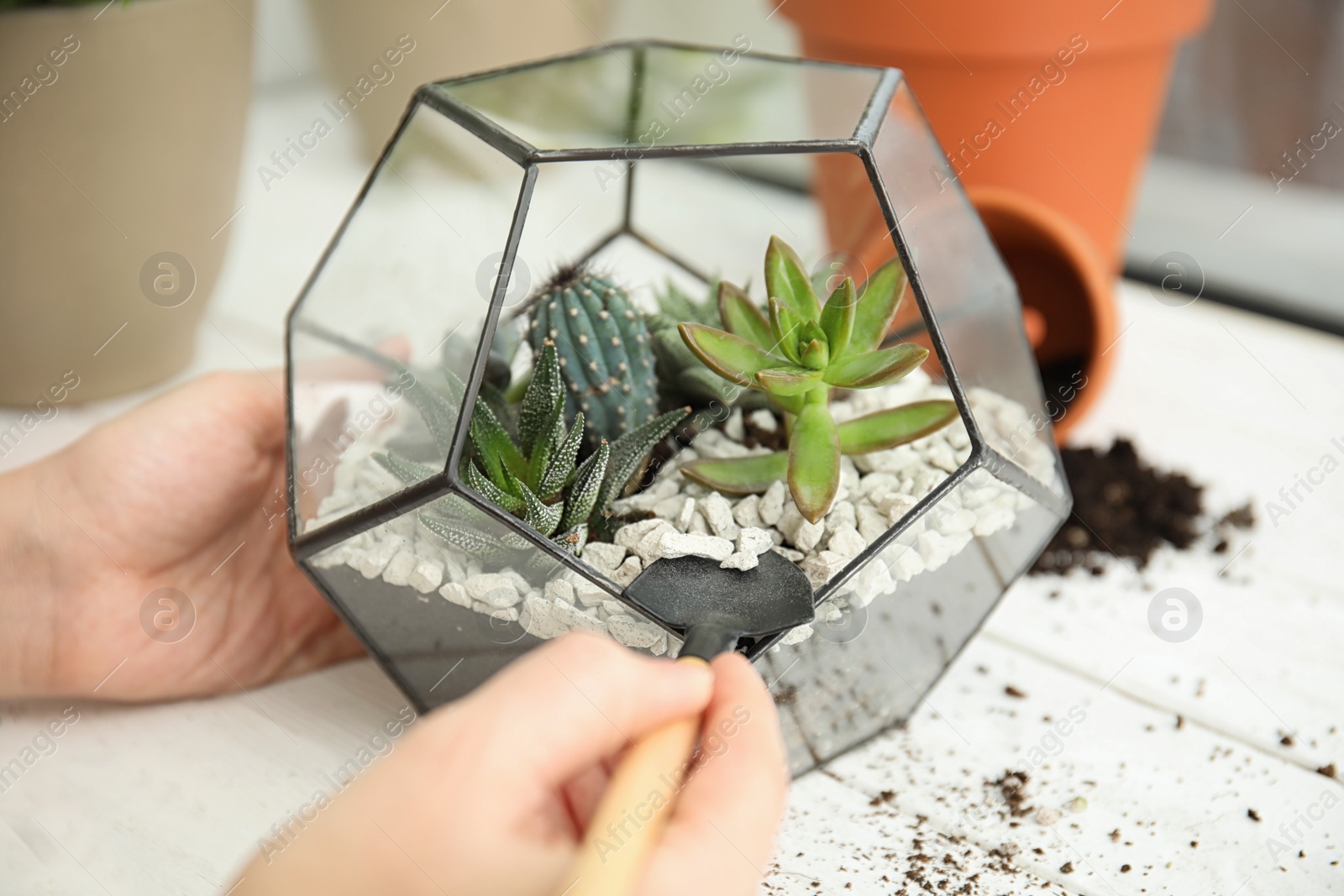 Photo of Woman transplanting home plants into florarium at table, closeup