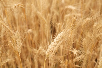 Photo of Beautiful ripe wheat spikes in agricultural field, closeup