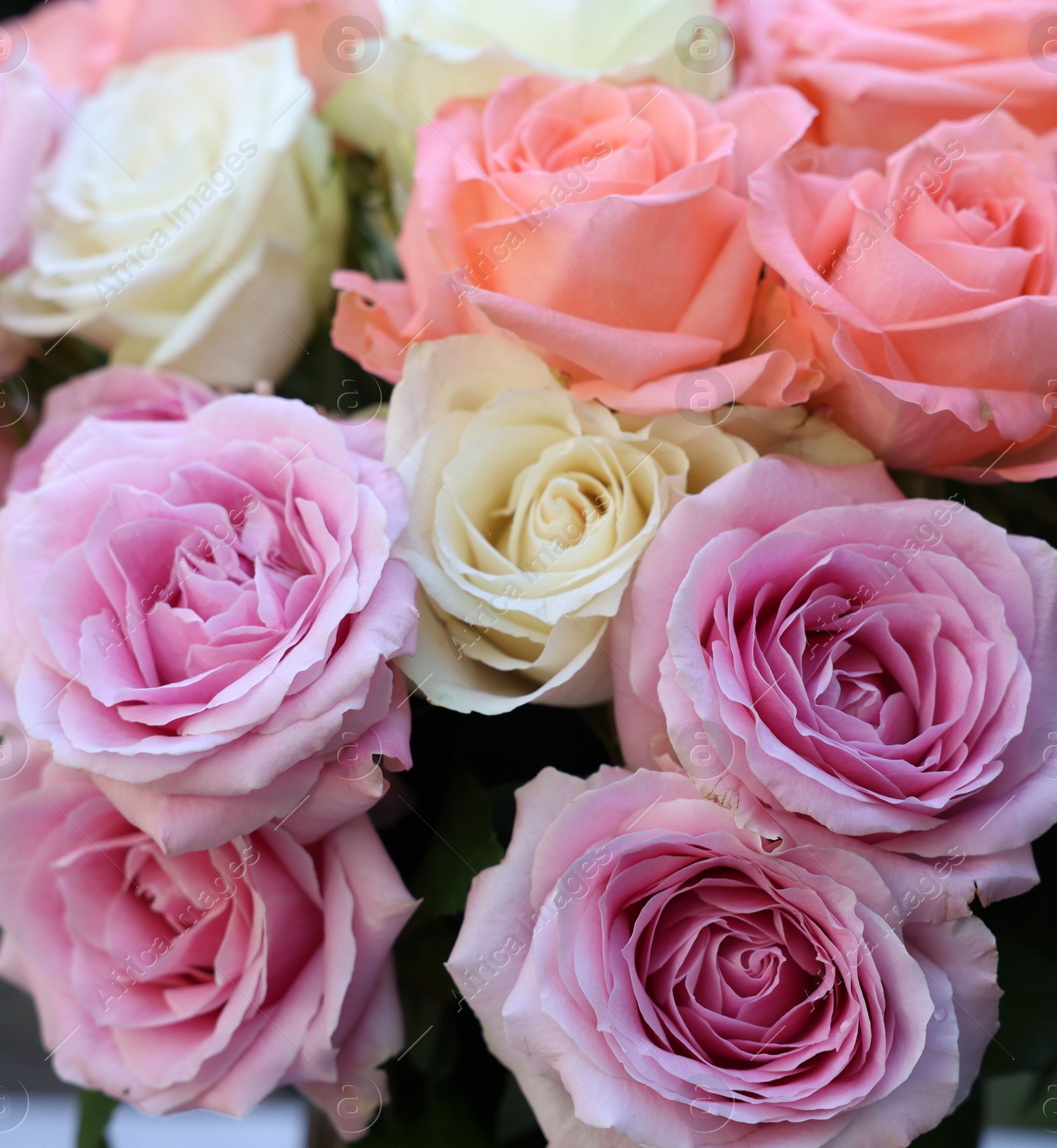 Photo of Beautiful bouquet of aromatic roses outdoors, closeup